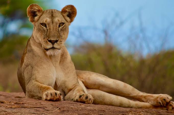 Serengeti landscape